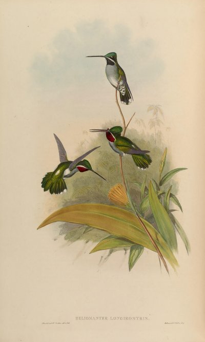 Heliomaster longirostris door John Gould